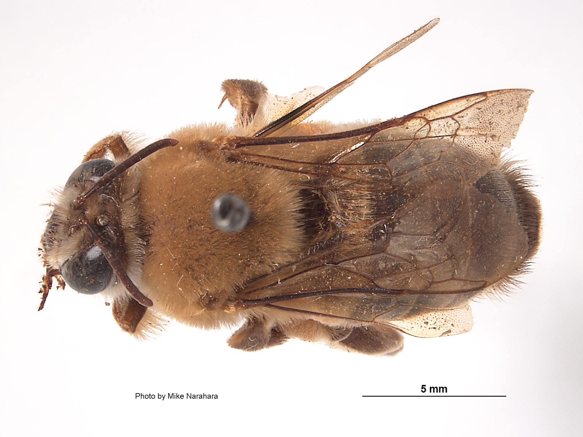 Ptiloglossa image